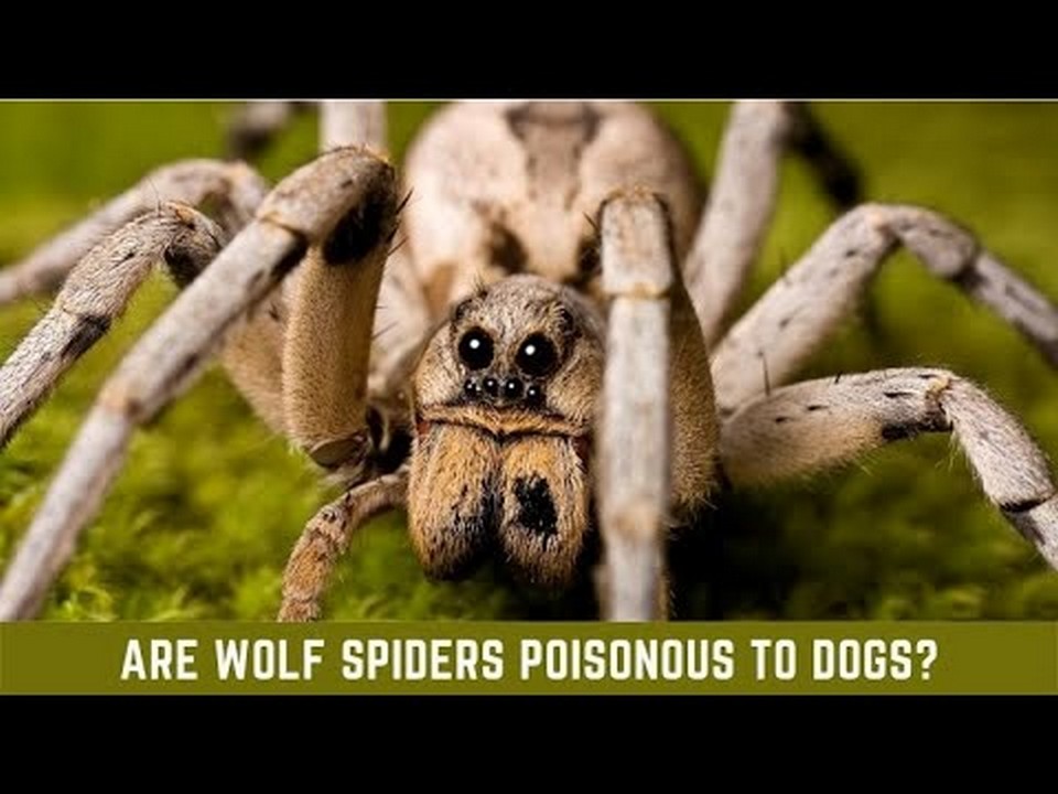 Are spiders harmful to dogs?