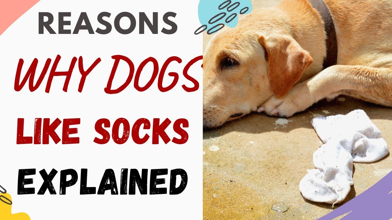 Exploring the Adorable Quirk Why Dogs Walk Funny in Socks