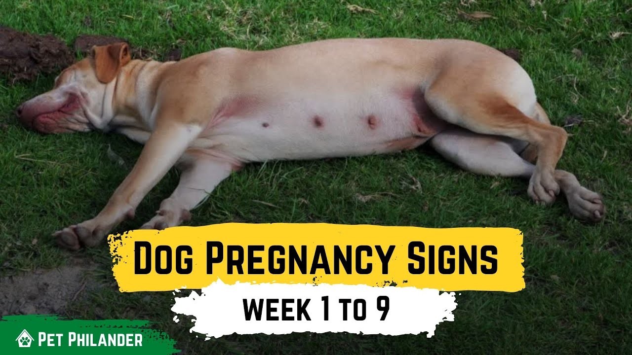 How Does Pregnancy Affect a Dog's Bowel Movements? - Can Grass Block Pregnant Dogs Digestive System