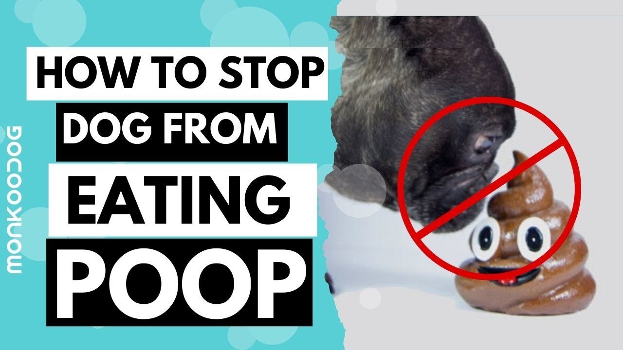 when-do-puppies-stop-eating-poop