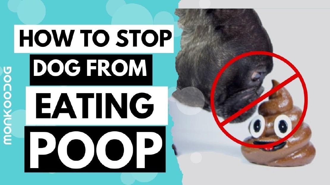 When Do Puppies Stop Eating Poop?
