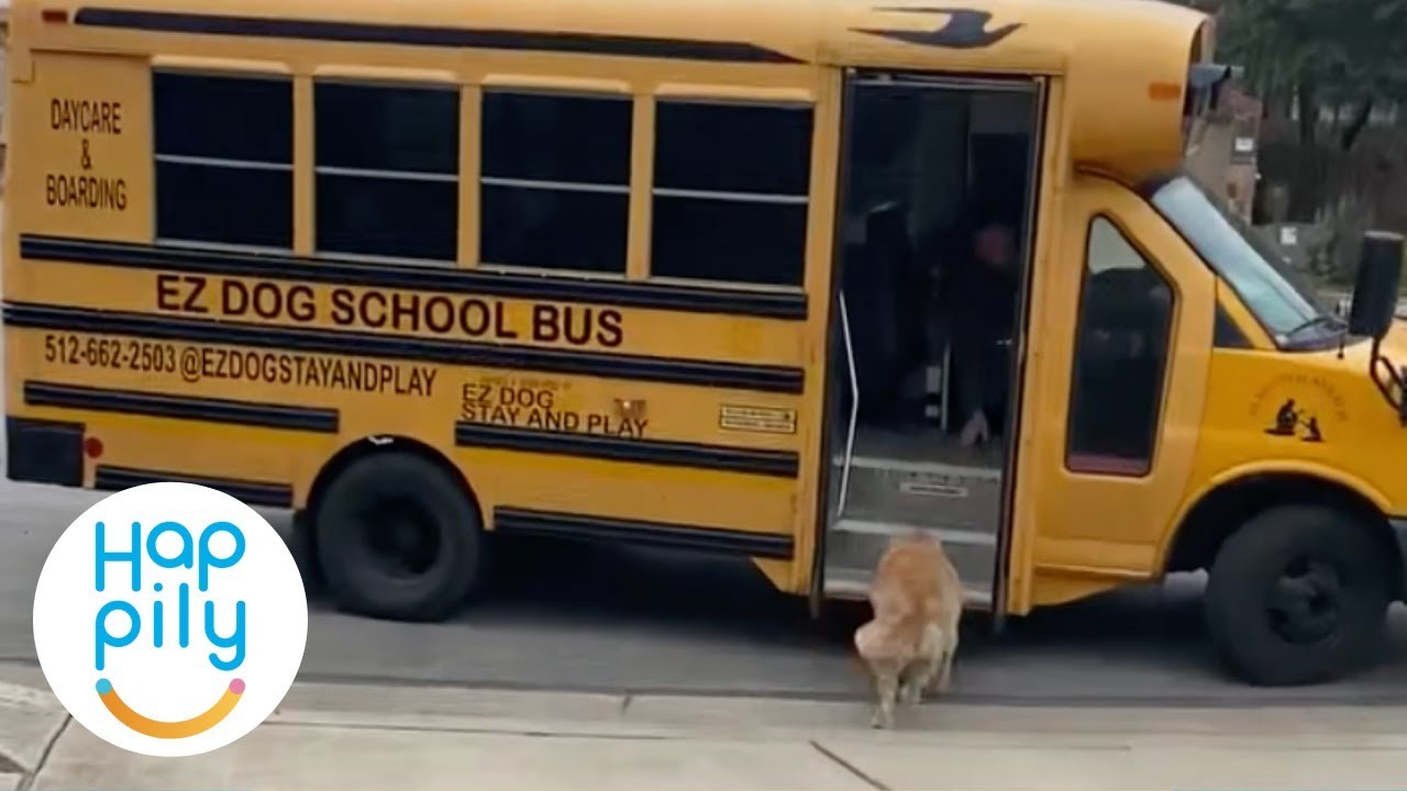 Are dogs allowed on buses?