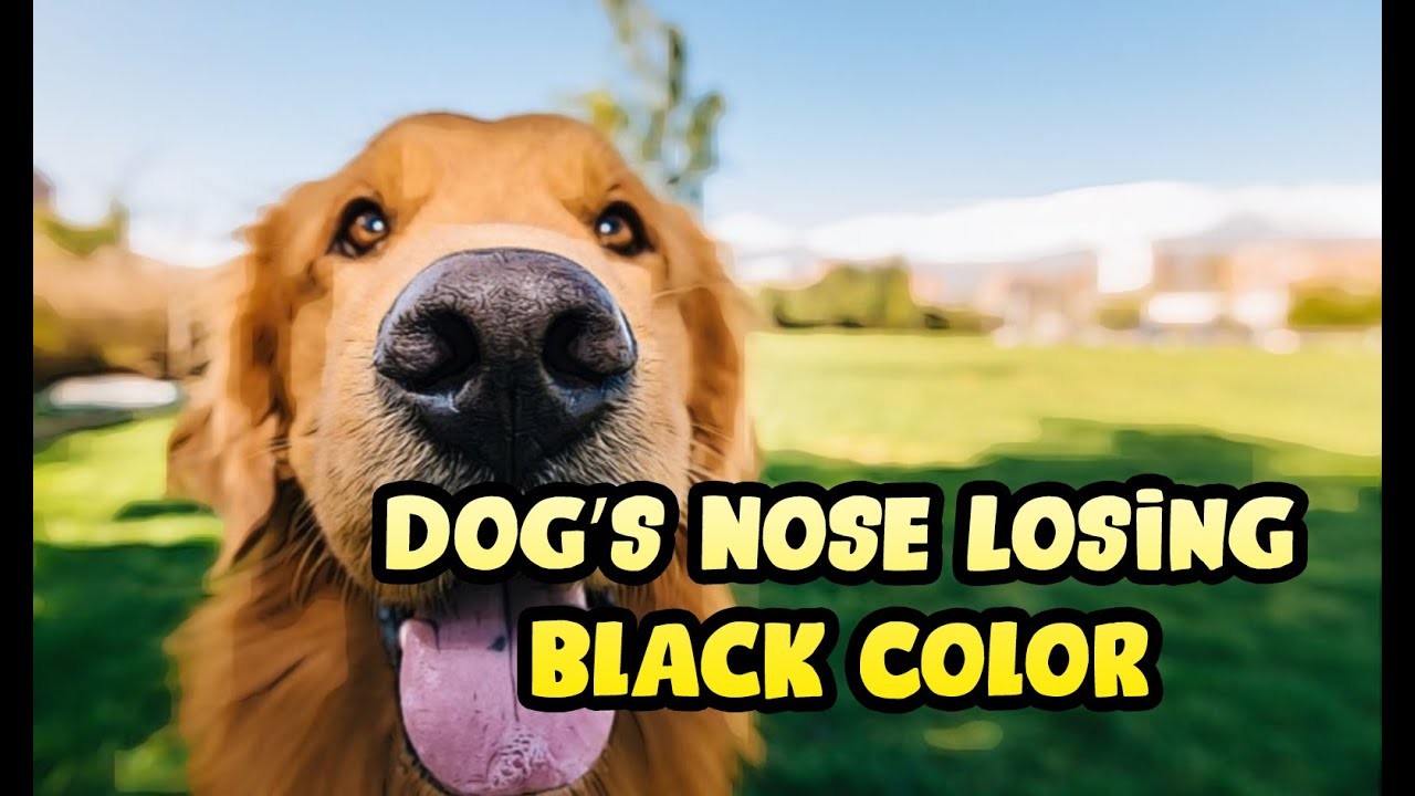 Understanding the Causes of Loss of Pigment in a Dog's Nose