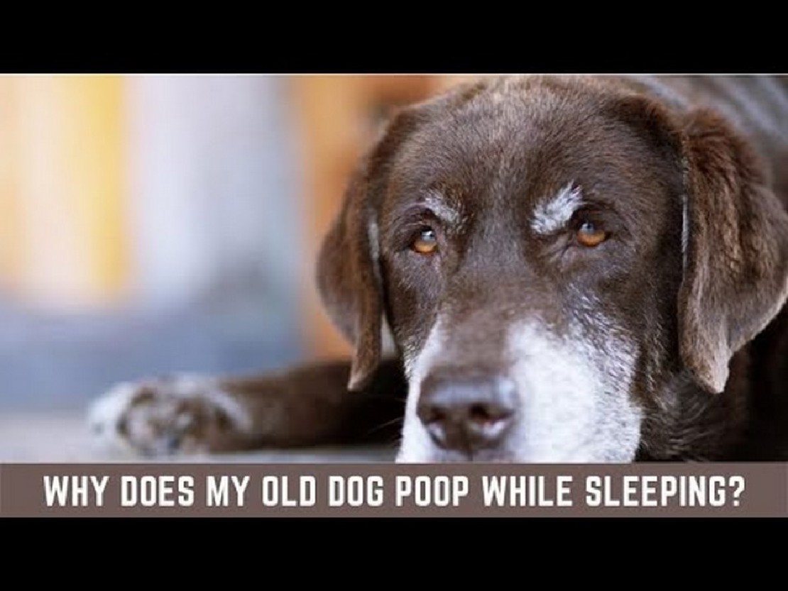 Can Dogs Poop while Sleeping? Exploring a Curious Behavior