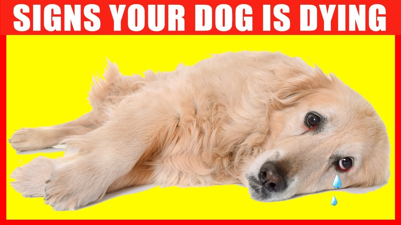 how-long-does-it-take-for-a-dog-to-get-stiff-after-death