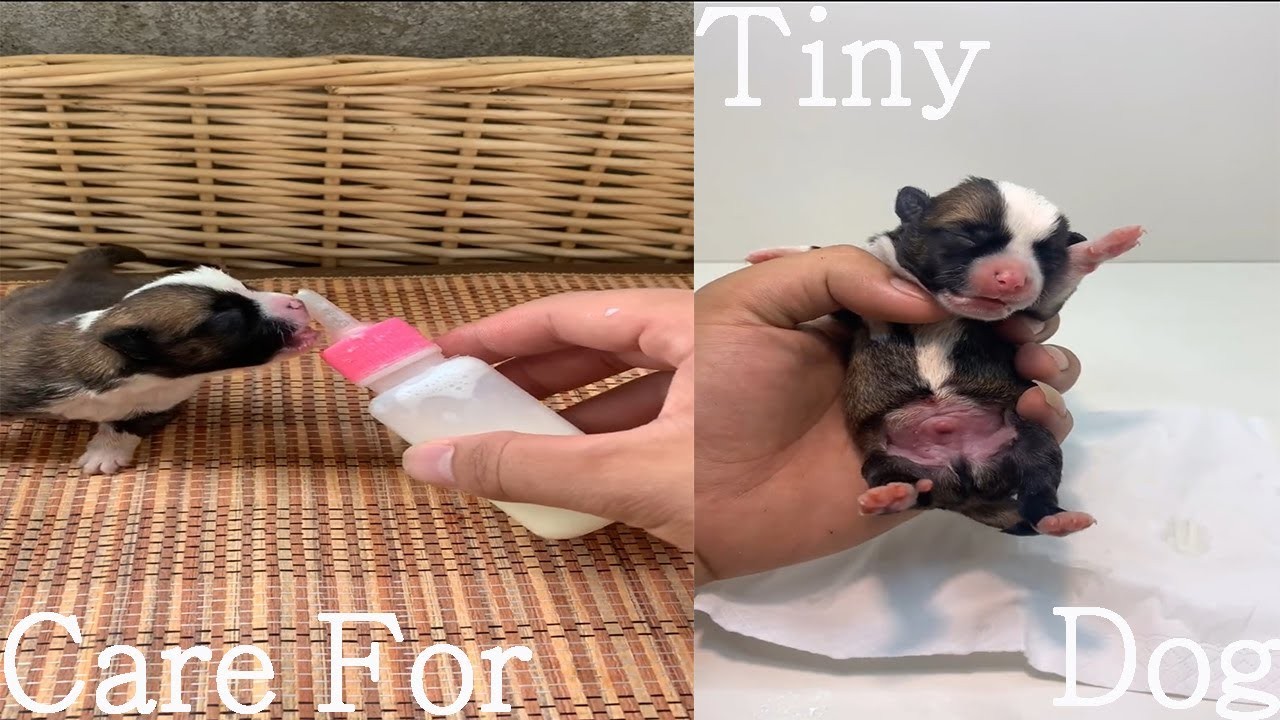 Can a 3 week old puppy survive without its mother?