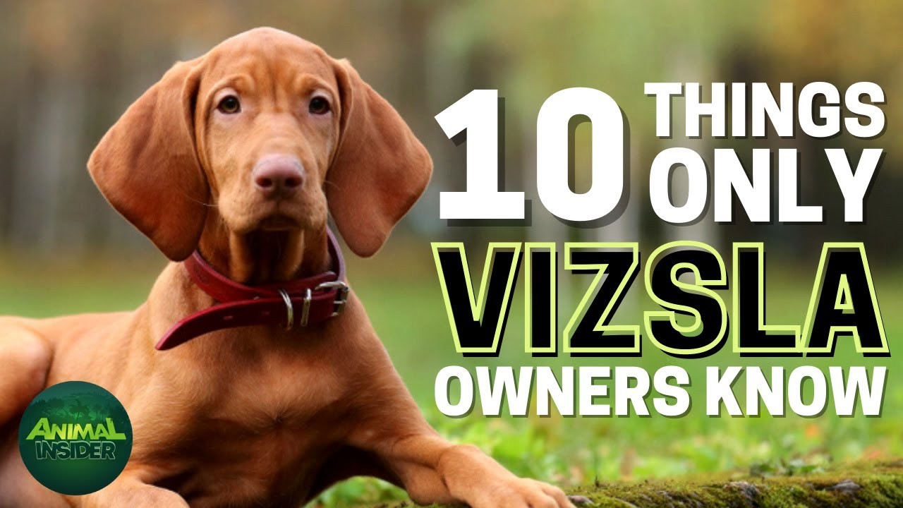 What color are vizslas eyes?