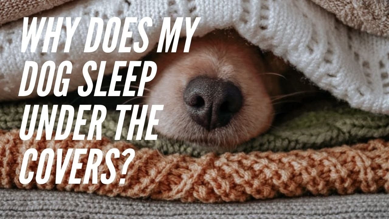 exploring-the-reasons-why-dogs-love-to-burrow-under-covers