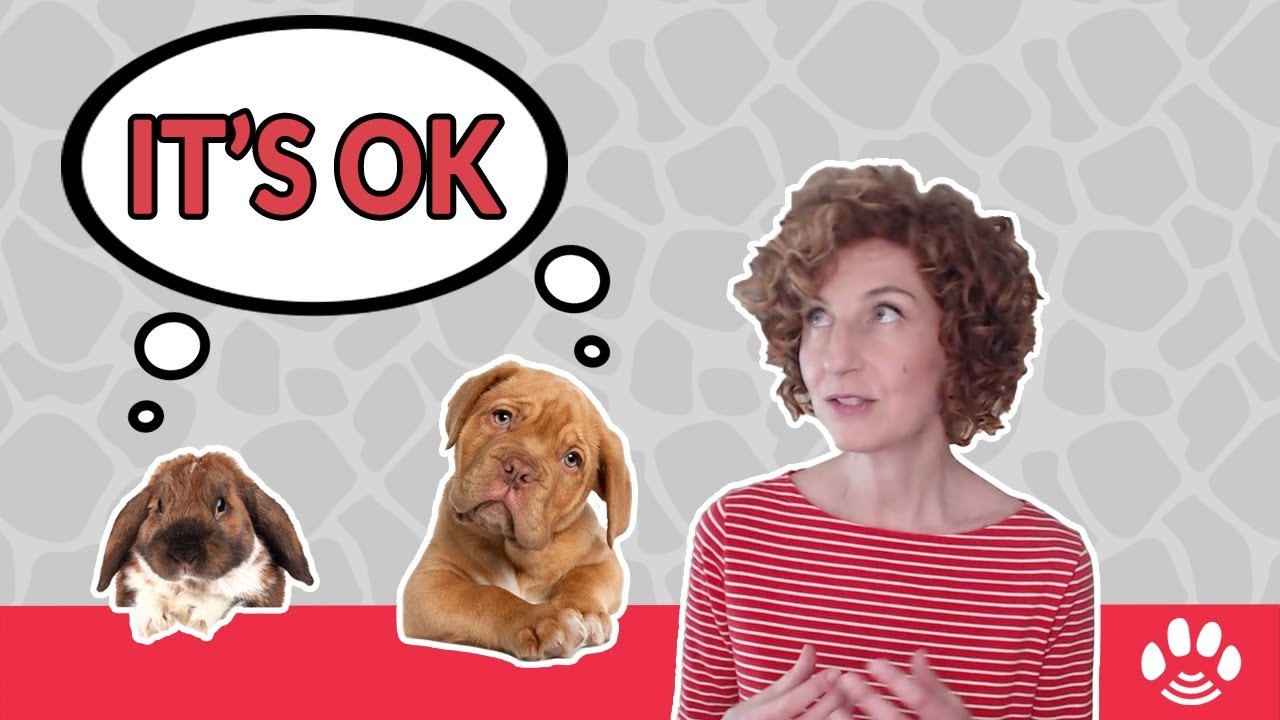 Why do dogs sometimes wander off to die?