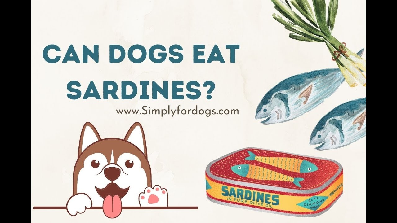 Les chiens peuventils manger en toute sécurité des sardines à la sauce tomate