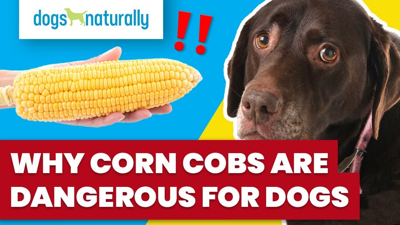 Are corn cobs dangerous for dogs?