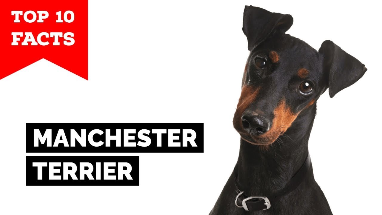 Are Manchester Terriers known for excessive barking?