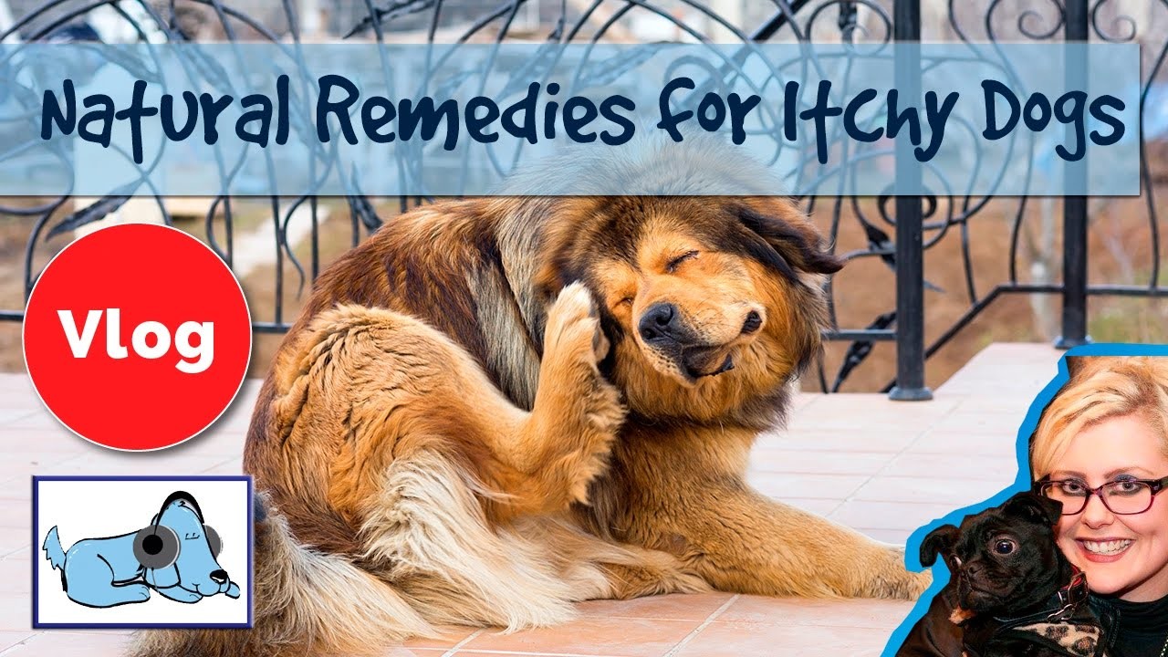 Effective remedies for your dog's itchy skin
