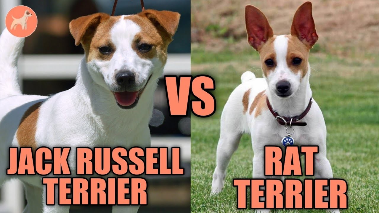 Distinciones entre los feist y los rat terrier