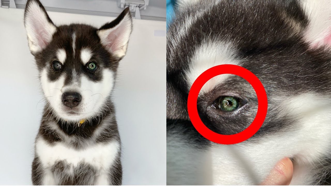 Are green eyes rare in dogs?