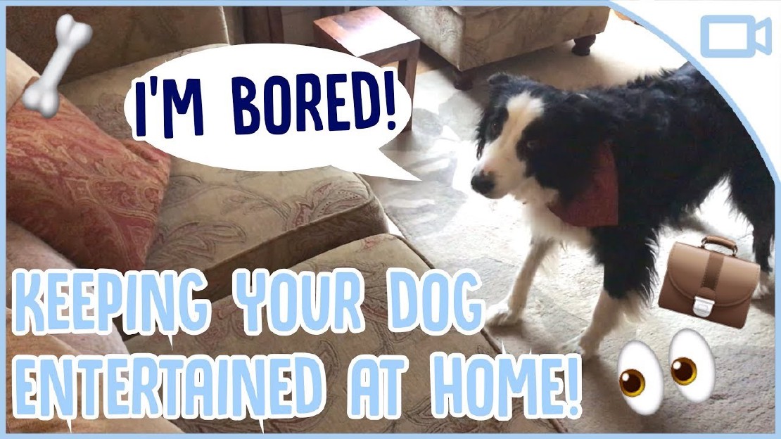 9 Wege, um Ihren Hund zu unterhalten, wenn er allein zu Hause ist