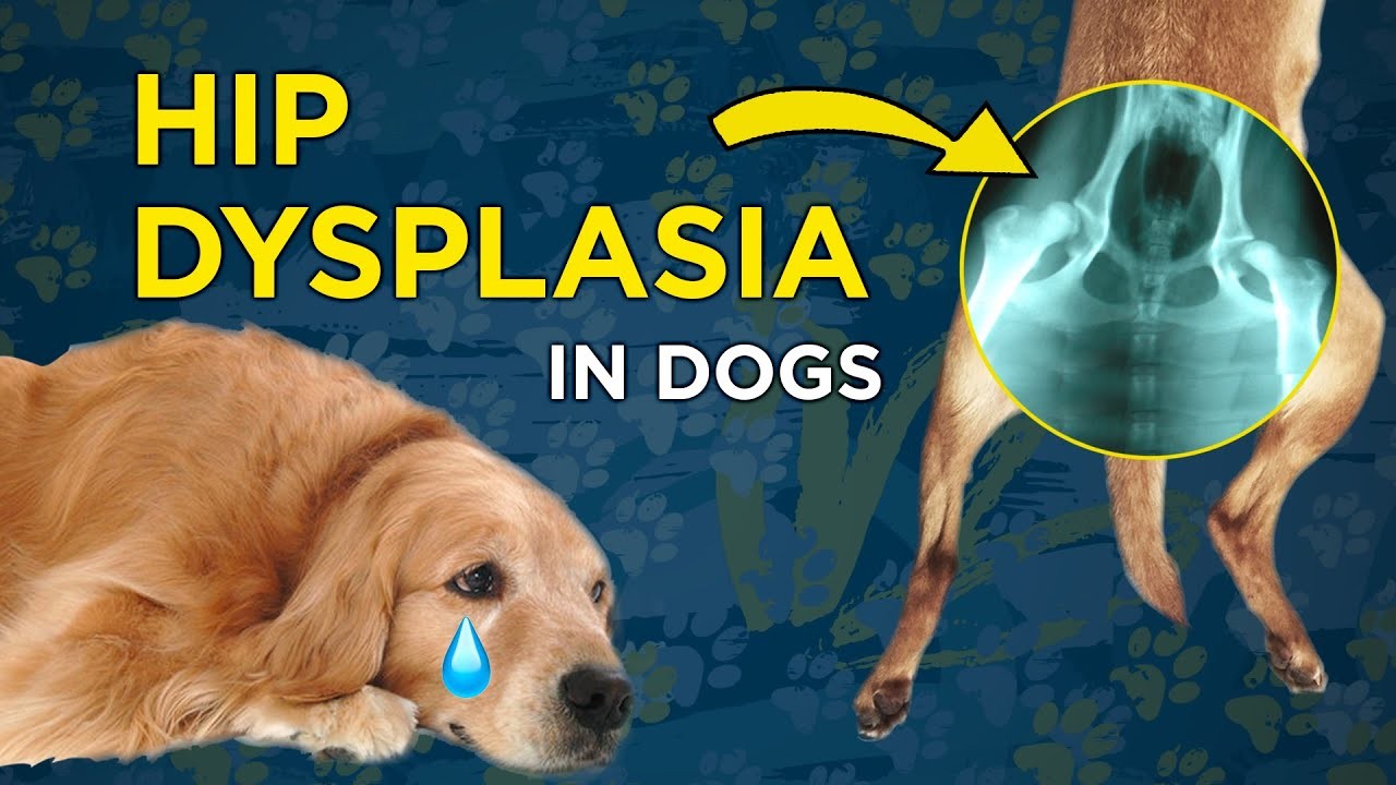 Comprender El Impacto De La Displasia De Cadera En Los Perros: ¿es Mortal?