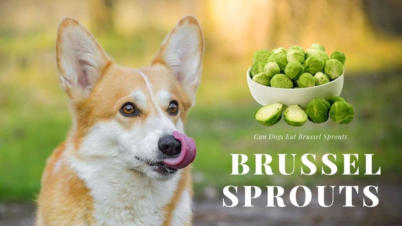 Can Dogs Eat Cooked Brussel Sprouts? A Guide for Pet Owners