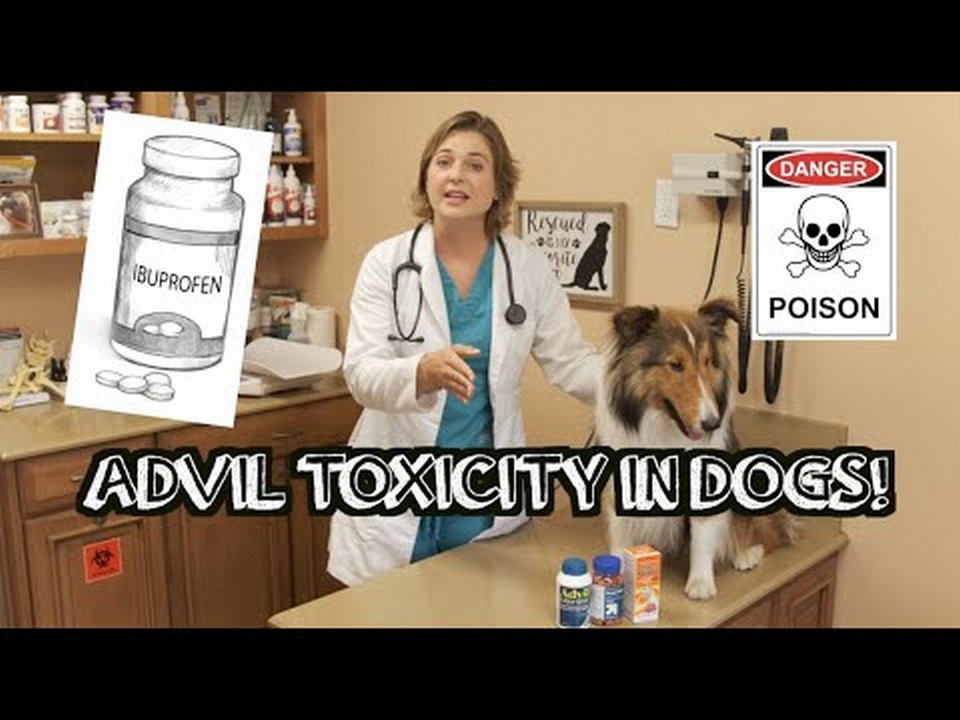 ¿Cuánto ibuprofeno puede ser perjudicial para los perros?