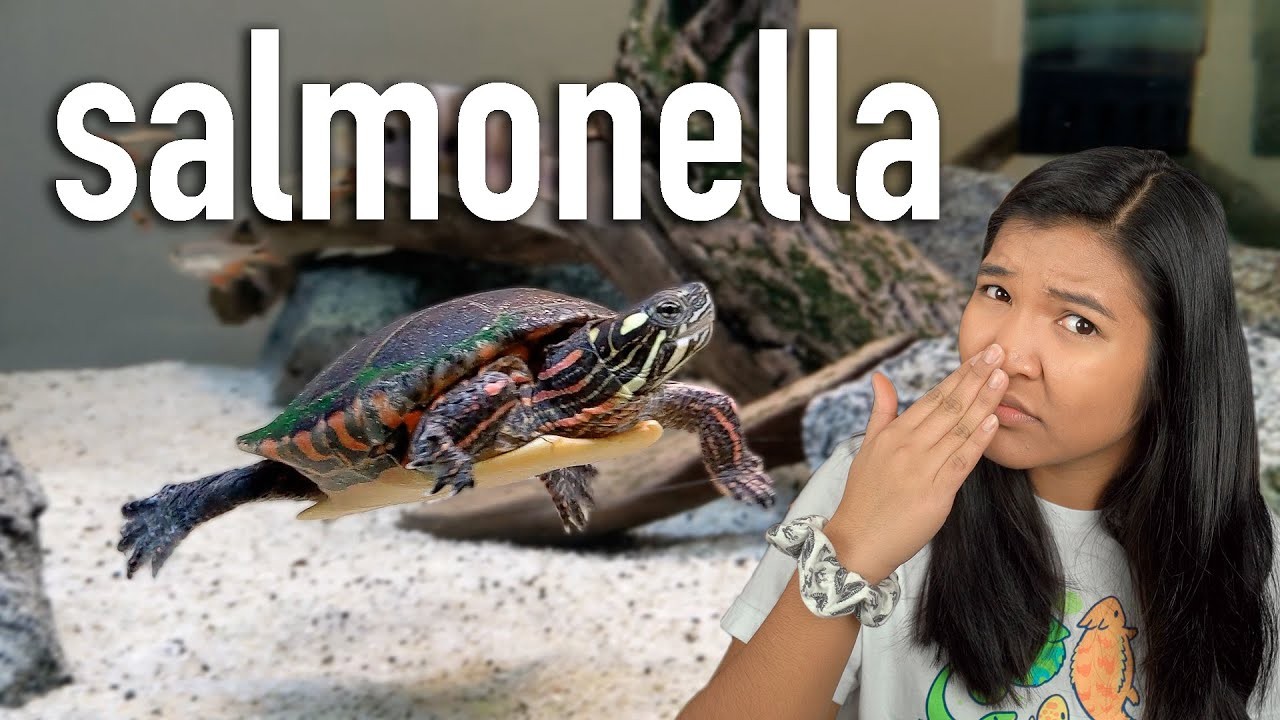 Can Dogs Get Salmonella From Turtles Exploring The Risk Of Cross can-dogs-get-salmonella-from-turtles-exploring-the-risk-of-cross