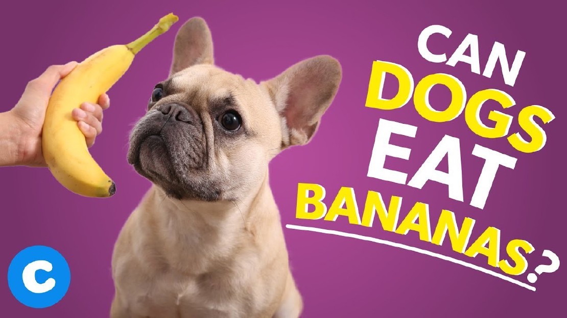 Can Puppies Eat Bananas? A Guide to Feeding Your Puppy