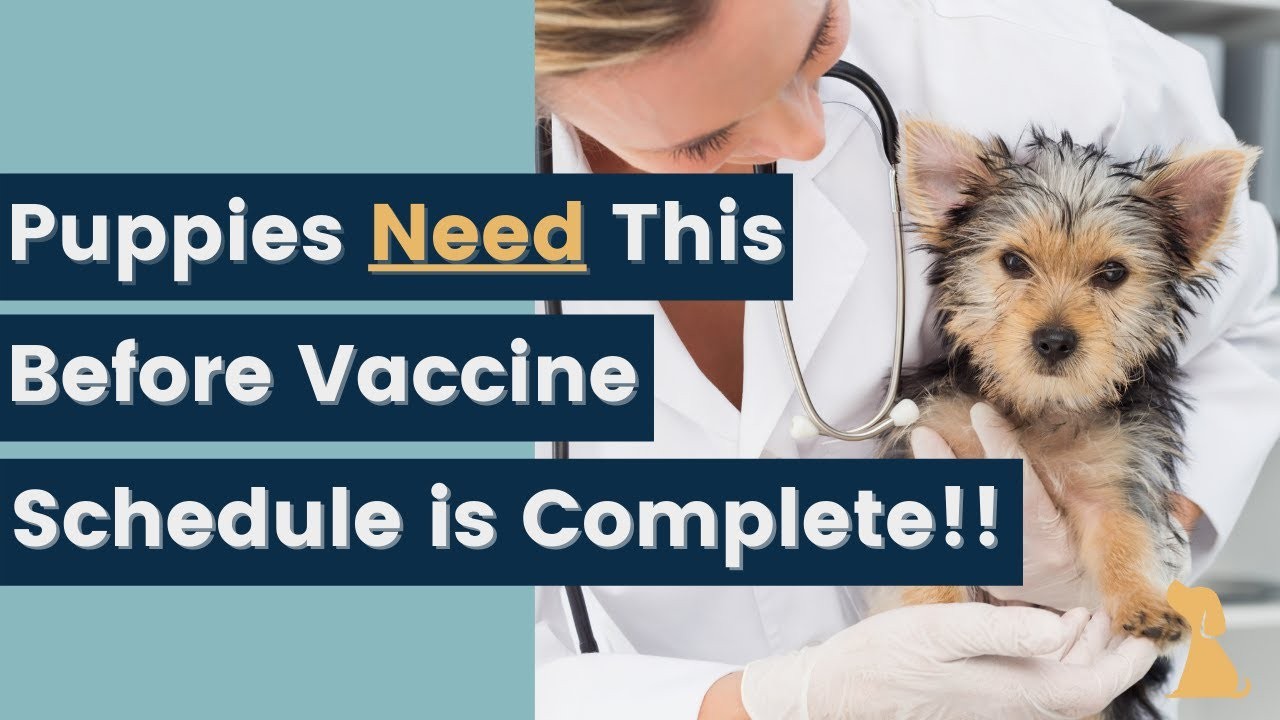 Why It's Important for Puppies to Stay with Their Mother Until 8 Weeks