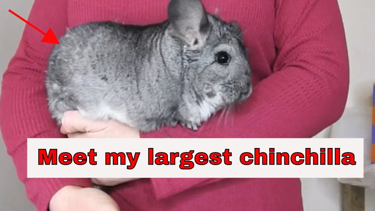 Das Größenpotenzial Ihres Chinchillas verstehen Wie groß wird es werden?