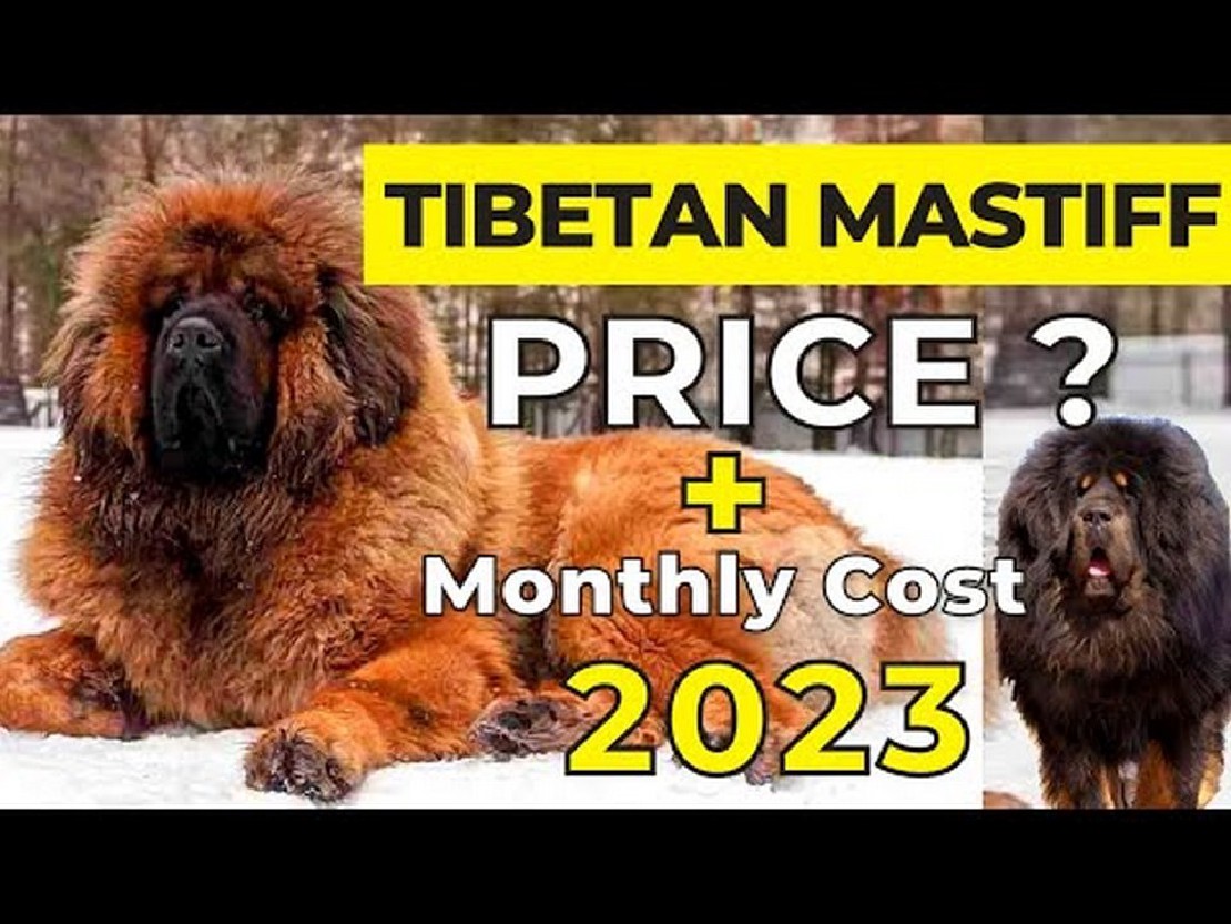 Cost of Tibetan Mastiff Dogs: Price Ranges to Expect