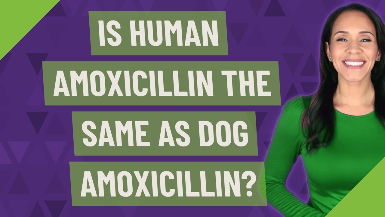  existe alguna diferencia entre la amoxicilina para perros y la humana 