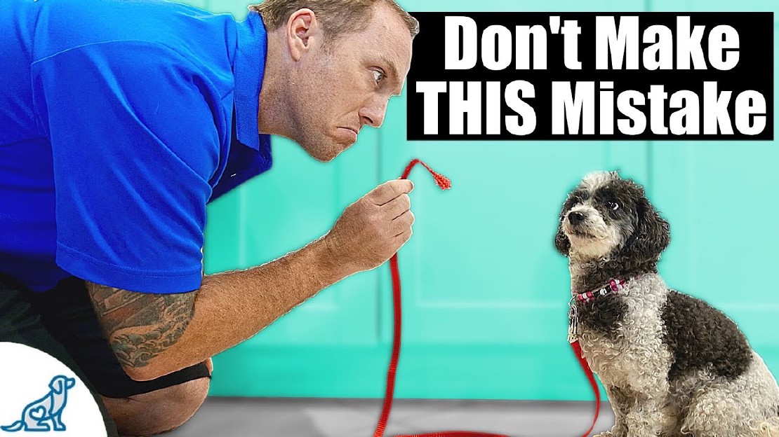 Keeping Your Puppy on a Leash Inside Is It Necessary?