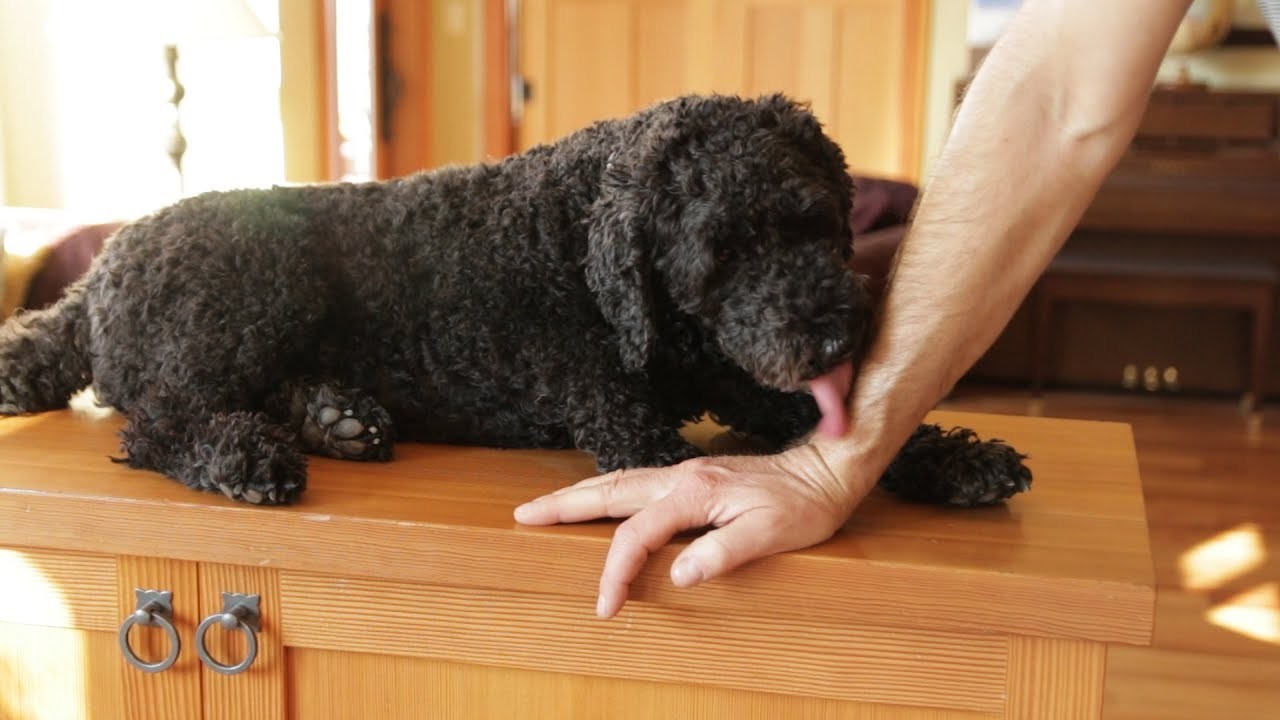 Understanding the Reasons Behind Older Dogs Licking Puppies