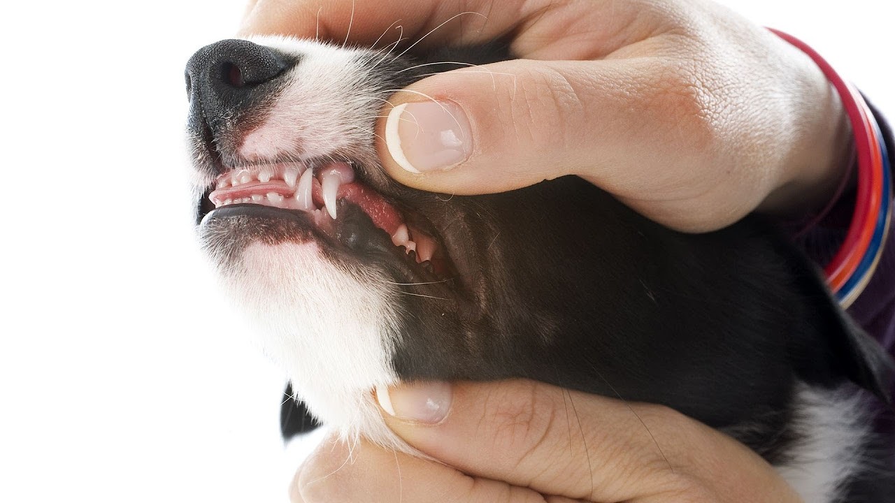 Les meilleures options pour calmer un chiot qui fait ses dents