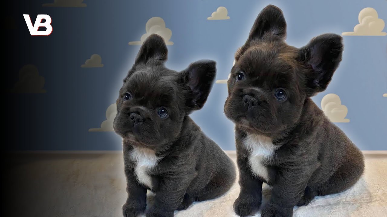 10 Small Dog Breeds That Love to Cuddle