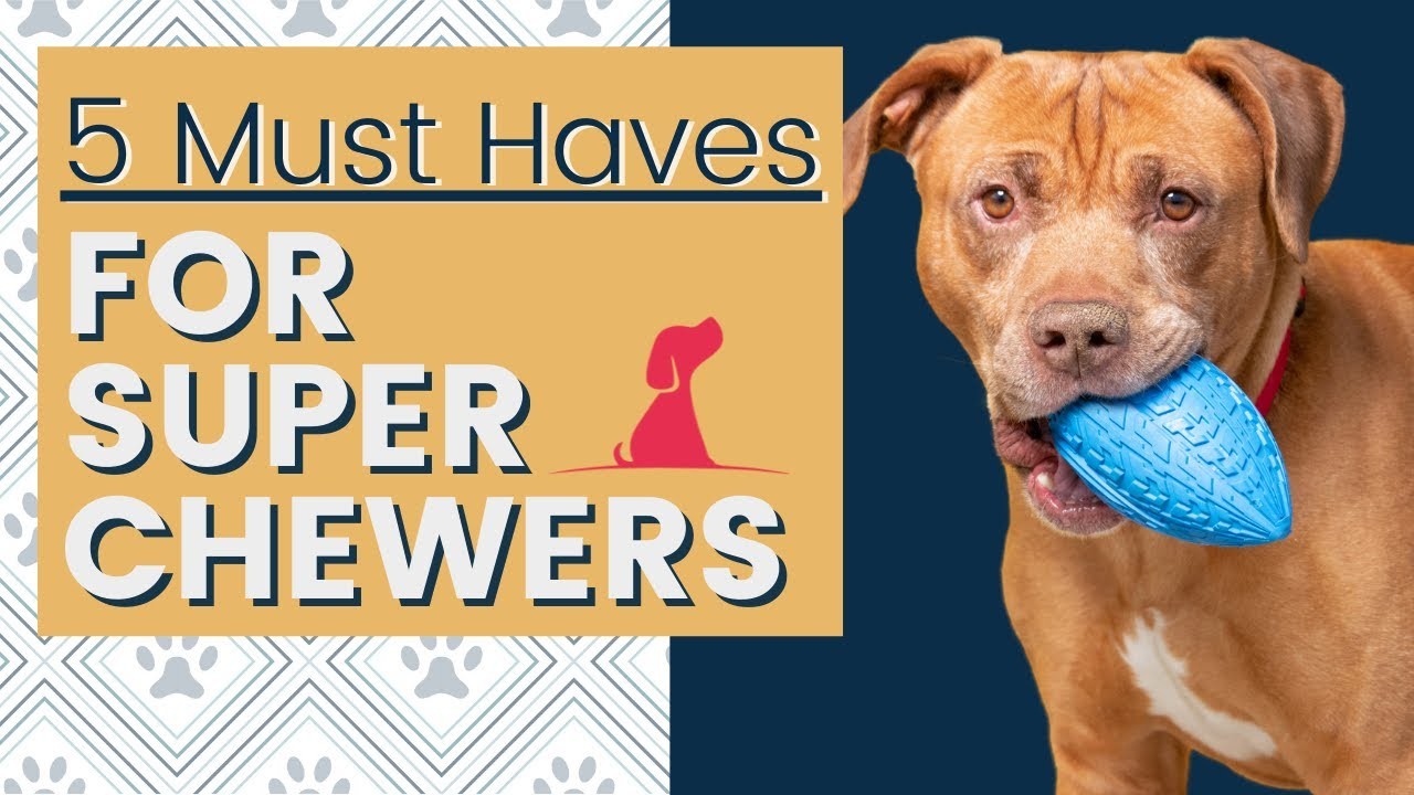 Are Latex Toys Safe for Dogs?