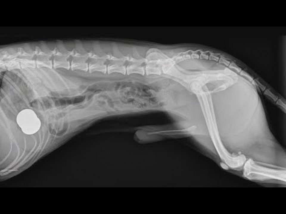 what-happens-if-a-dog-eats-rubber