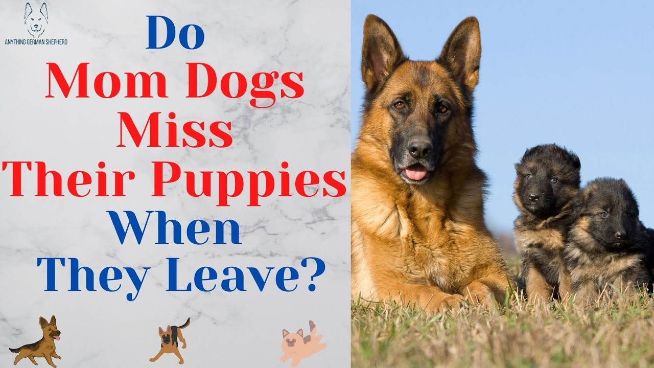 Understanding Why a Mother Dog May Leave Her Puppies and What to Do