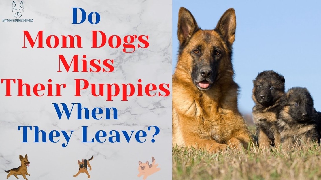 understanding-why-a-mother-dog-may-leave-her-puppies-and-what-to-do