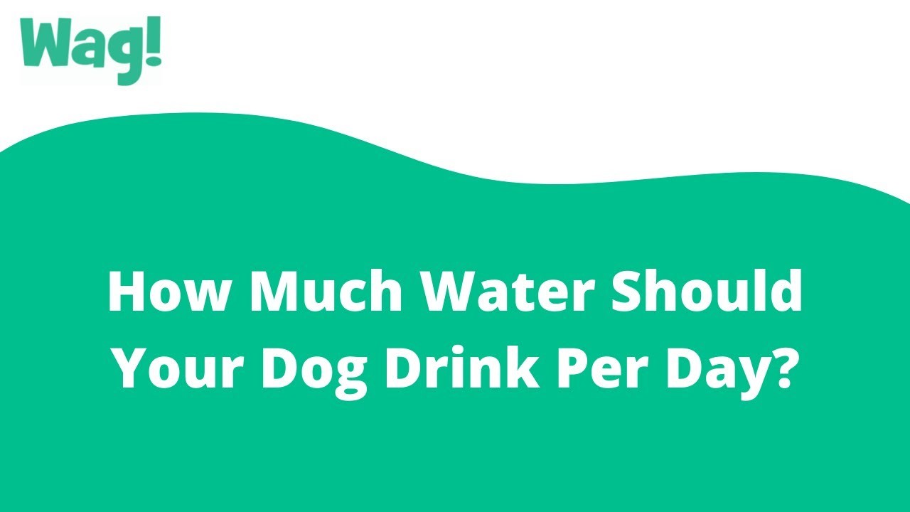 how-often-should-dogs-drink-water