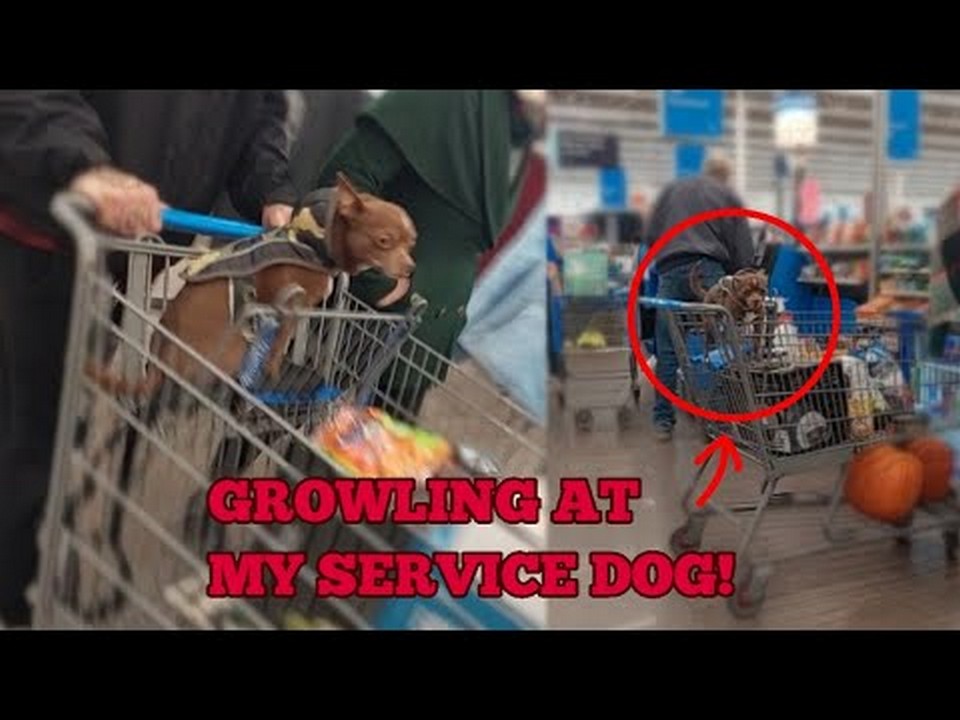 Can Service Dogs Ride in Shopping Carts What You Need to Know