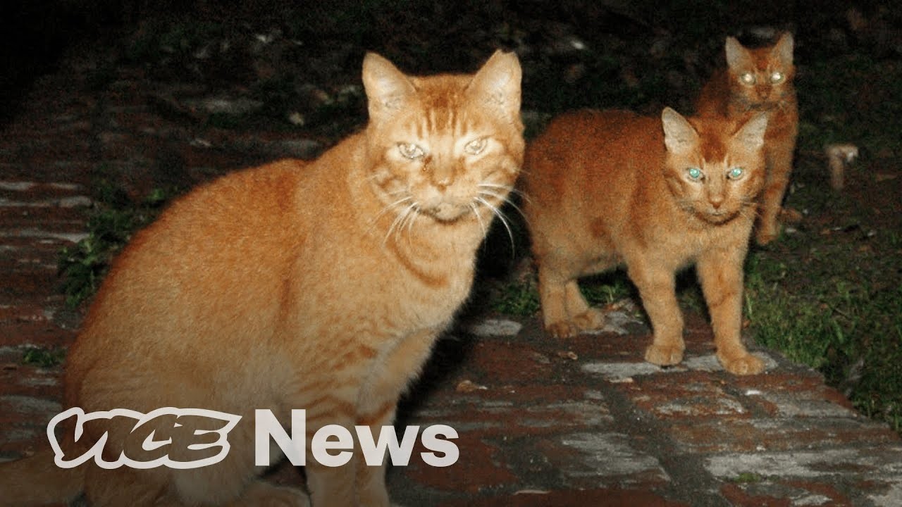 Are Feral Cats A Threat To Dogs 