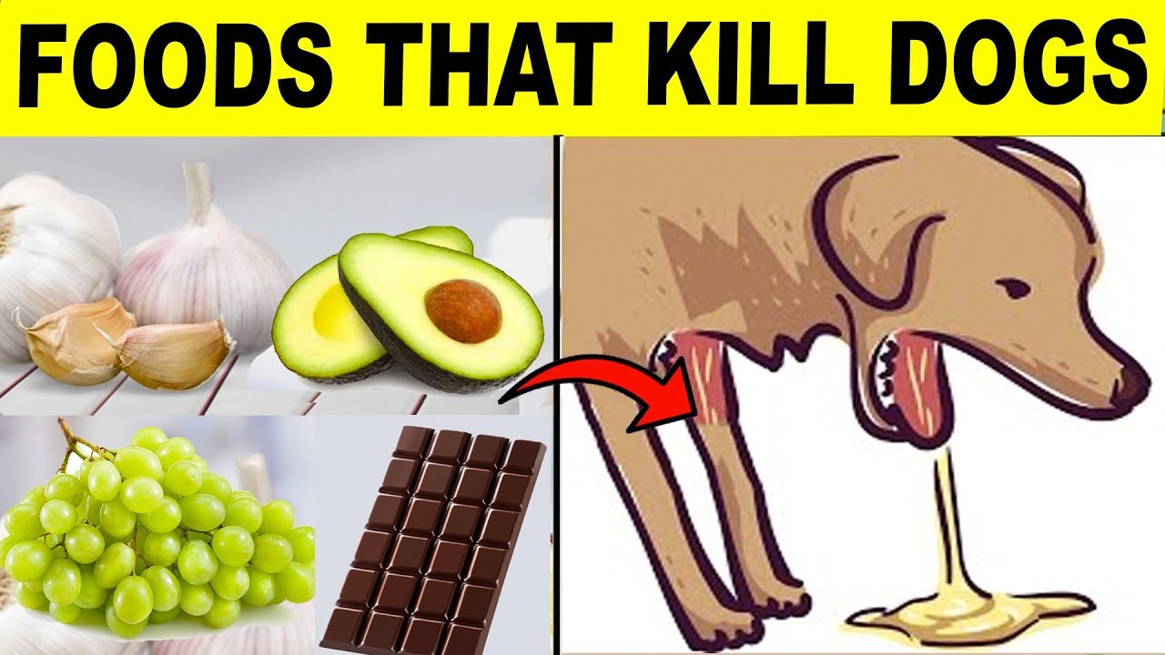 Picture of Why You Should Never Let Your Dog Lick Chocolate Ice Cream