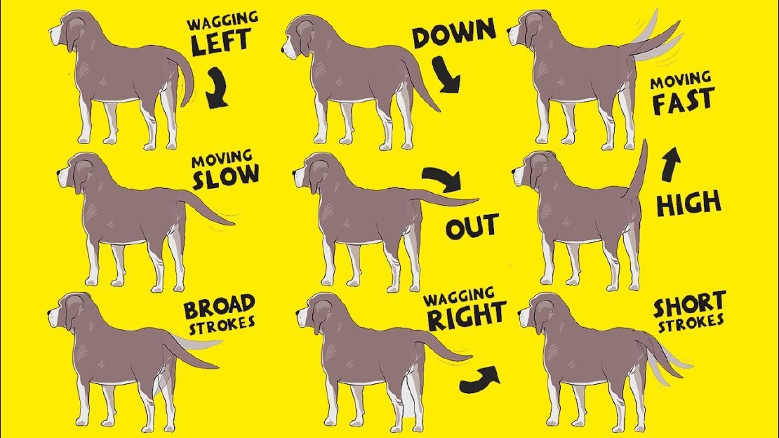 understanding-a-dog-s-mixed-signals-growling-and-wagging-tail-explained