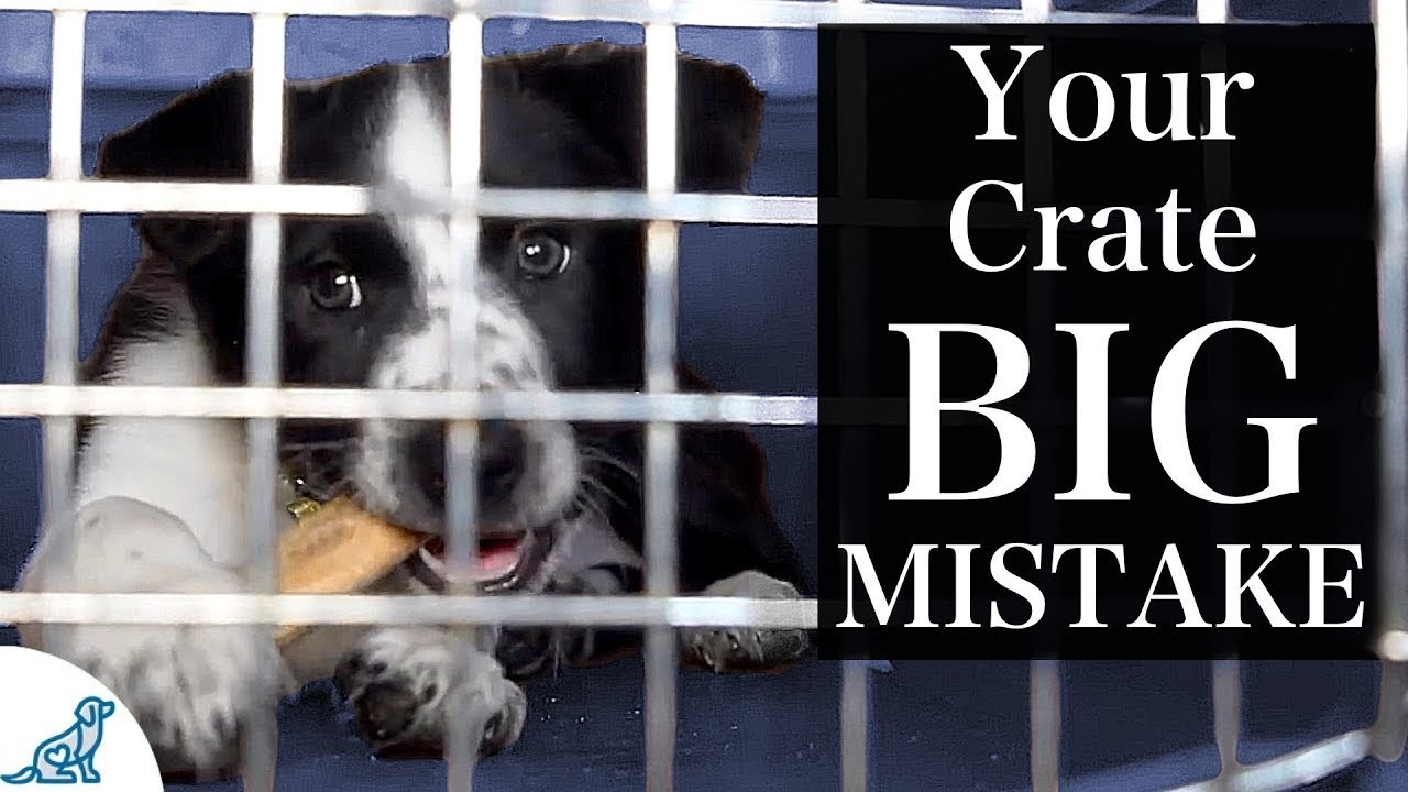 is-crate-training-necessary-for-puppies