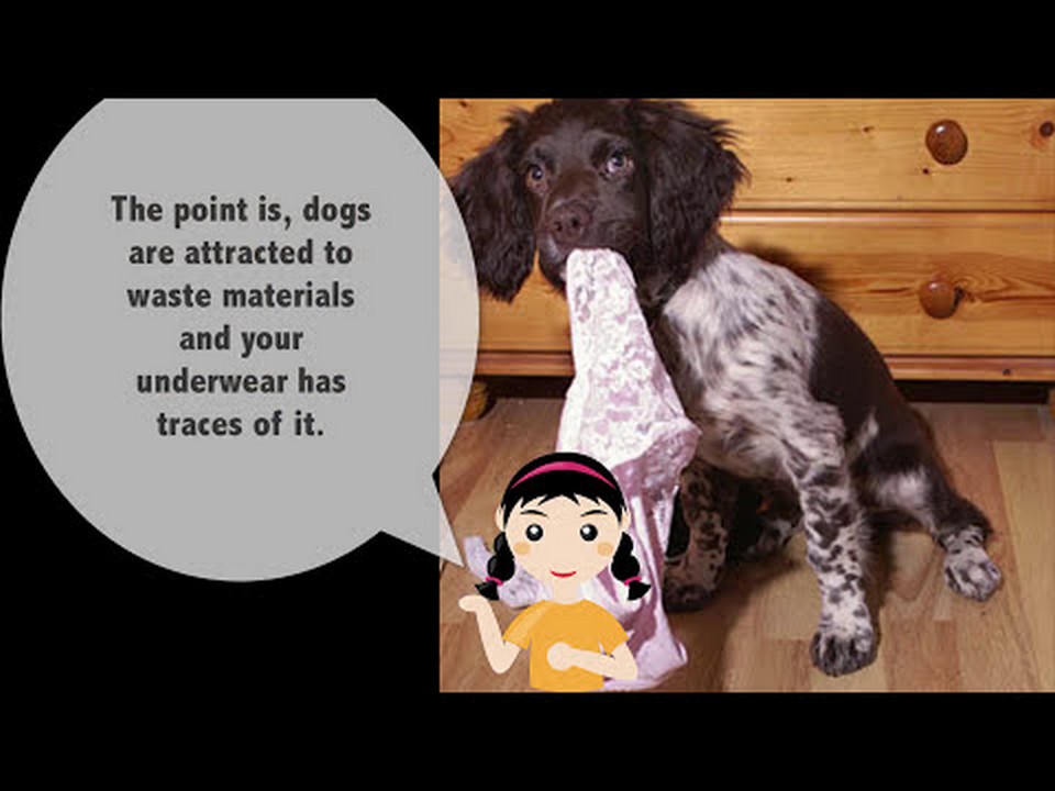Why Do Female Dogs Eat Underwear? The Strange Behavior Explained.