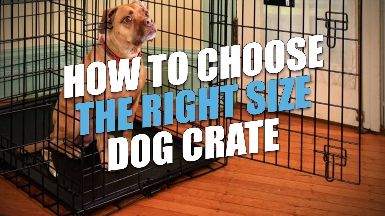 Choisir la bonne taille de cage pour votre border collie un guide complet