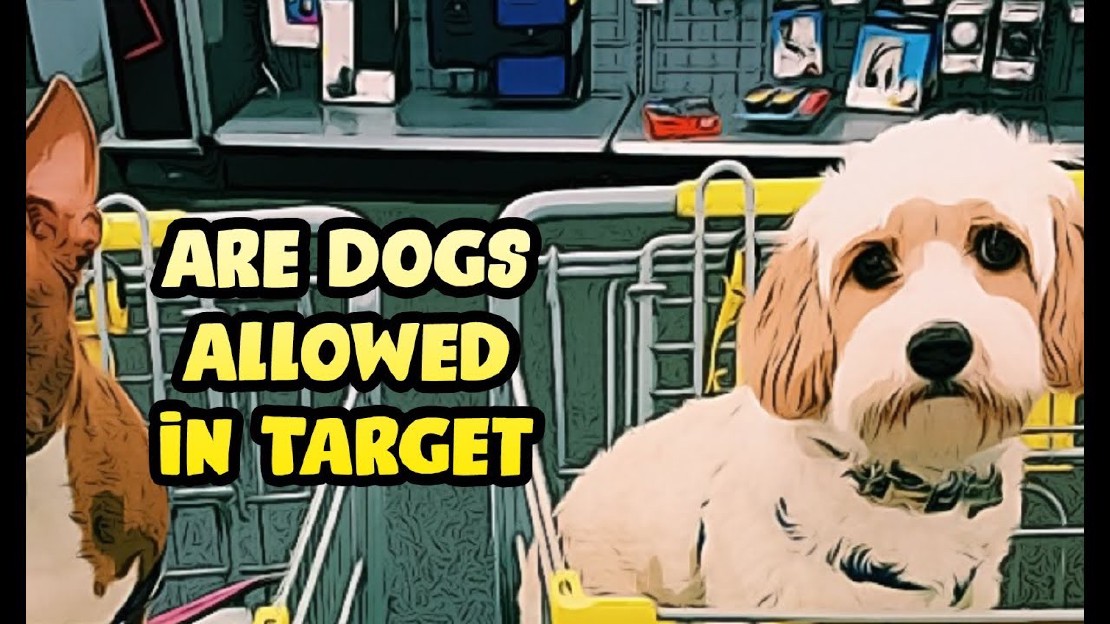 Les petits chiens sontils autorisés dans Target
