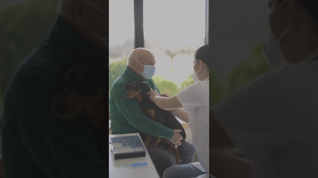 Can a Vaccinated Dog Transmit Rabies?