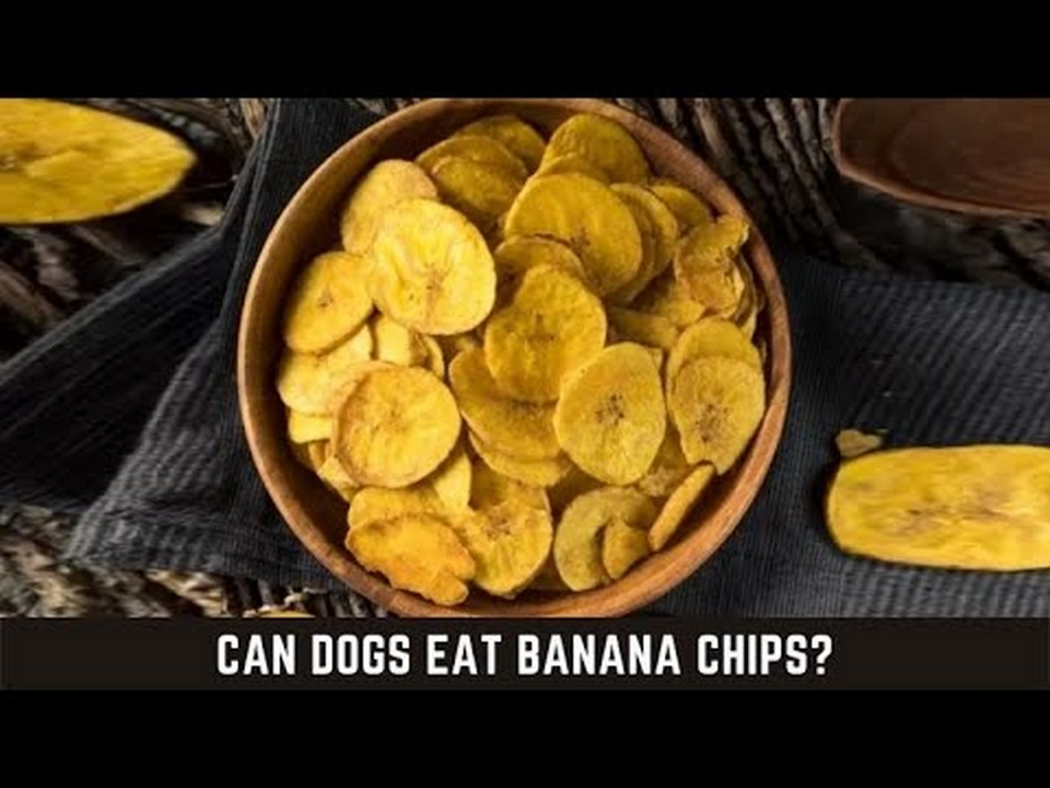 Les chiens peuventils manger des croustilles de banane ? Découvrezle ici