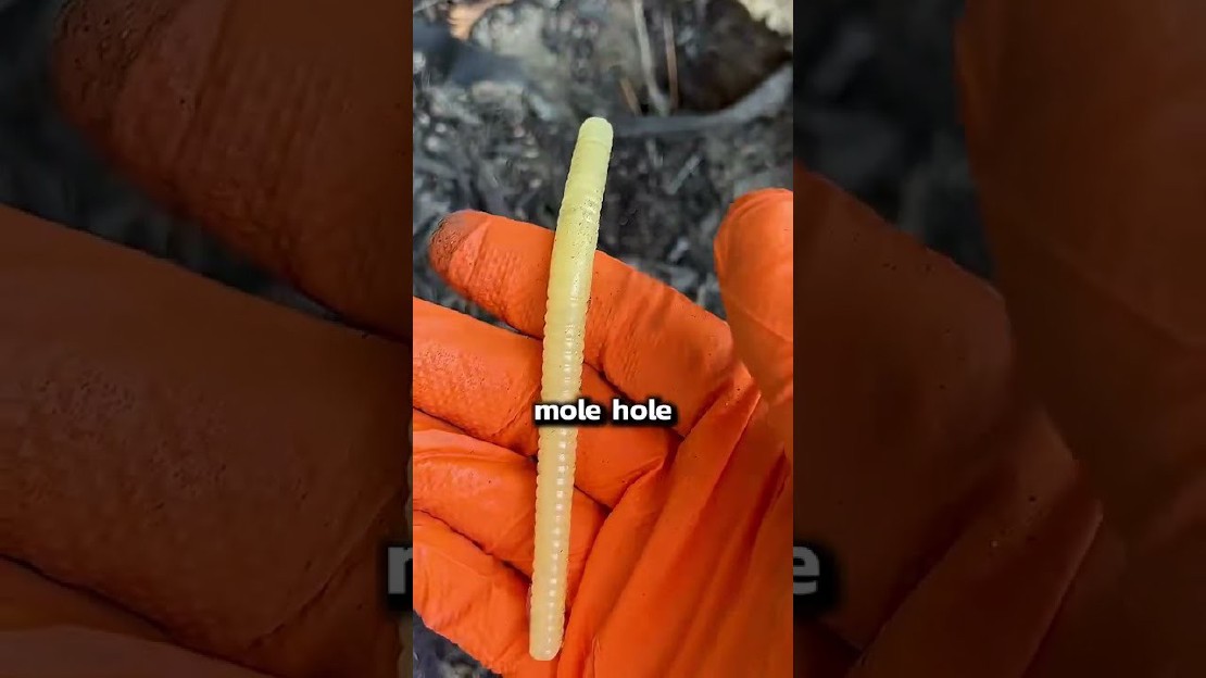 Effective Ways to Safely Eliminate Moles in Your Yard with Dogs