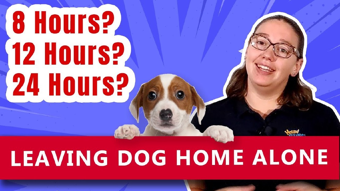 Combien de temps peuton laisser un chien seul